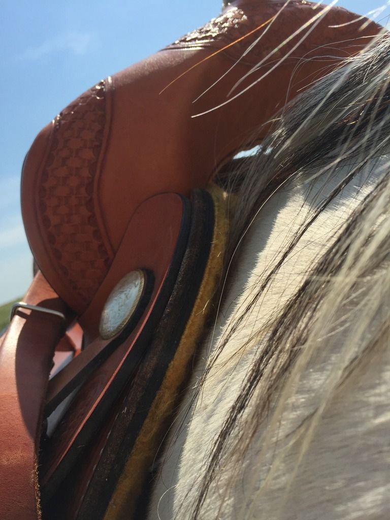 Saddle Lifts at Back (Western) The Horse Forum